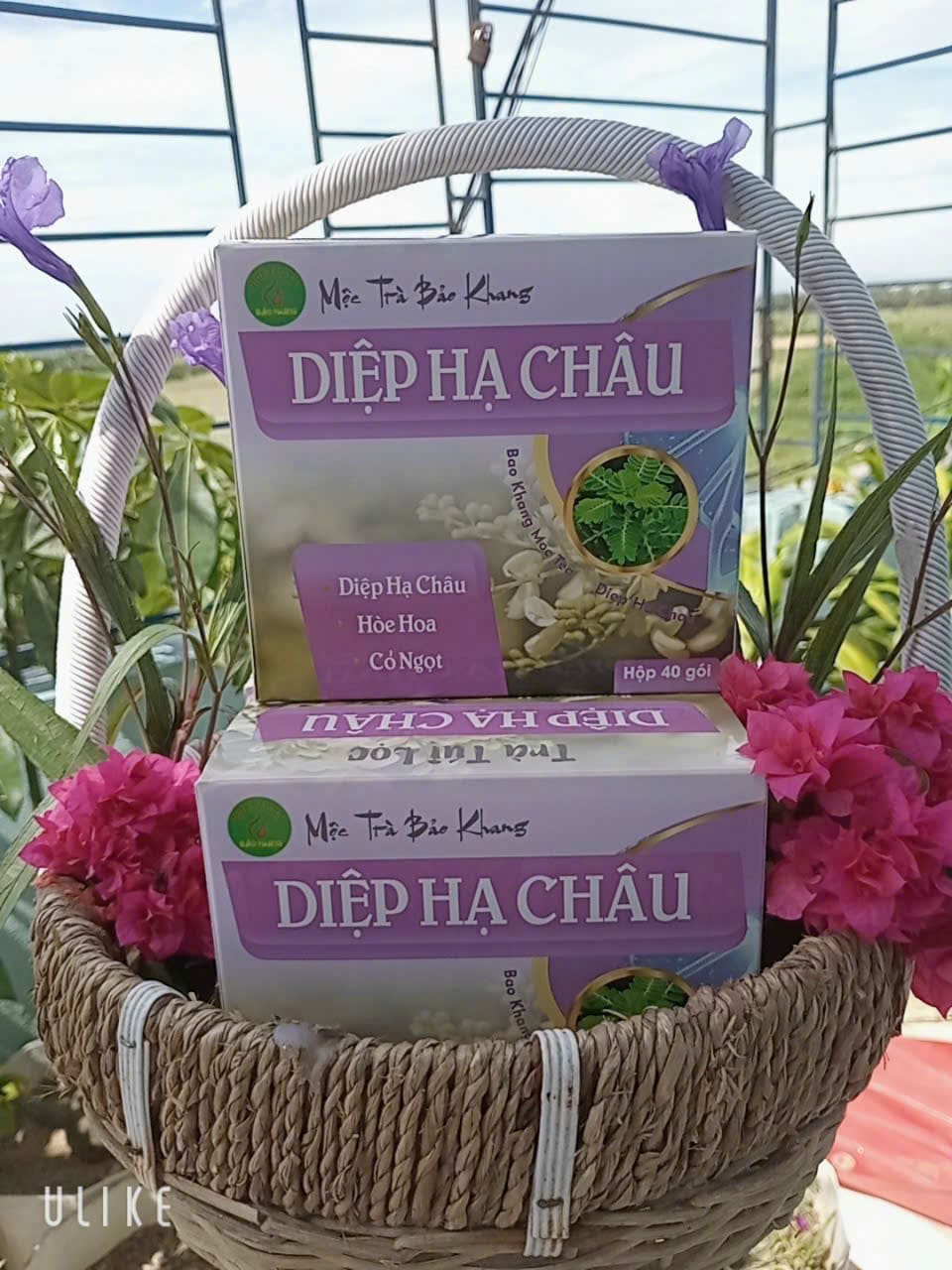 TRÀ TÚI LỌC DIỆP HẠ CHÂU (2)