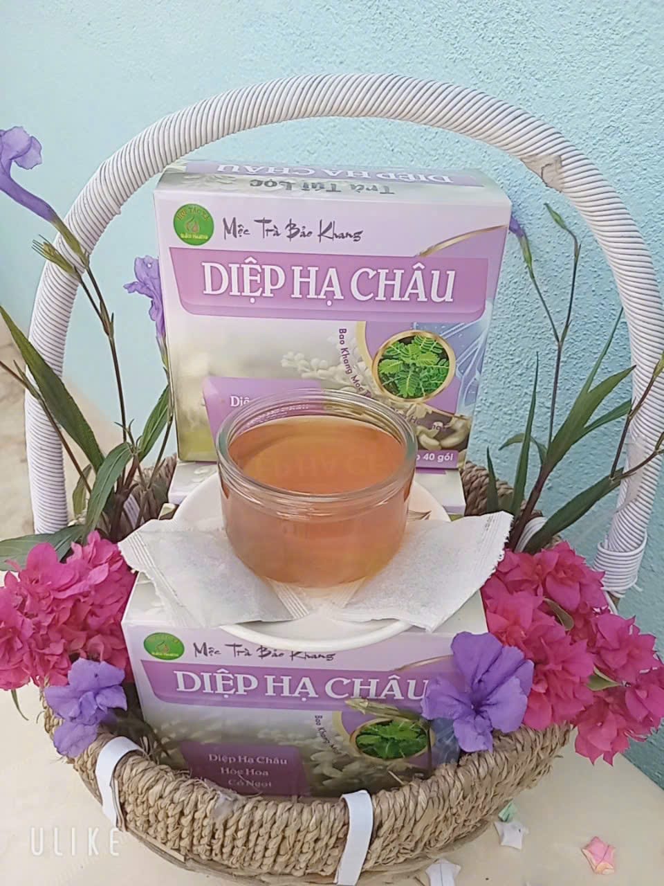 TRÀ TÚI LỌC DIỆP HẠ CHÂU (3)