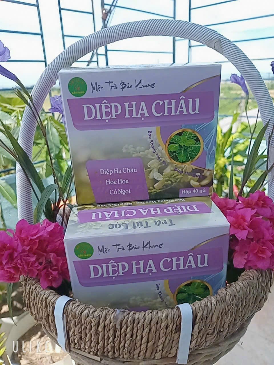TRÀ TÚI LỌC DIỆP HẠ CHÂU (4)