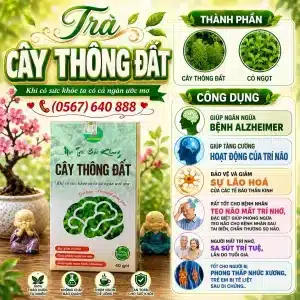 Trà Túi Lọc Cây Thông Đất Bảo Khang